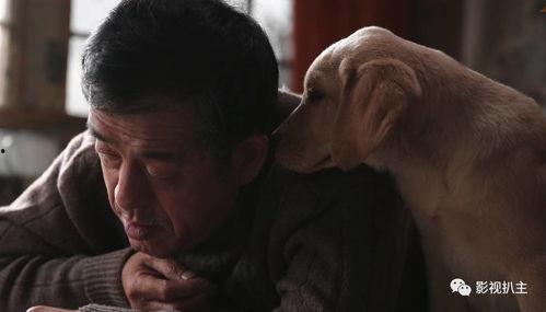 忠爱无言 在线观看,感人至深的动物情感故事 第1张 忠爱无言 在线观看,感人至深的动物情感故事 第1张